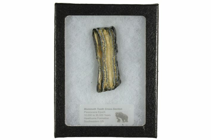 Mammoth Molar Slice with Case - South Carolina #165119